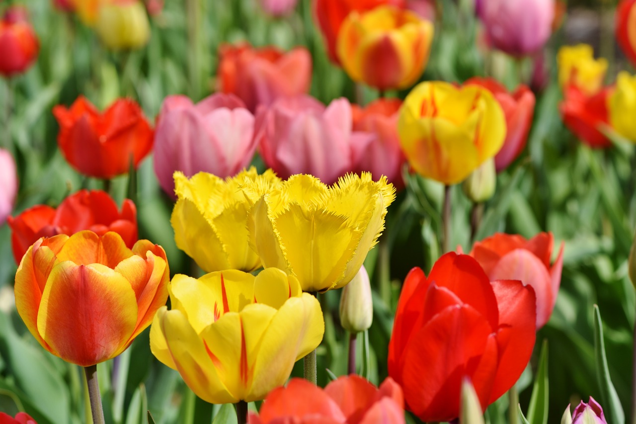 tulips  tulip field  tulpenbluete free photo