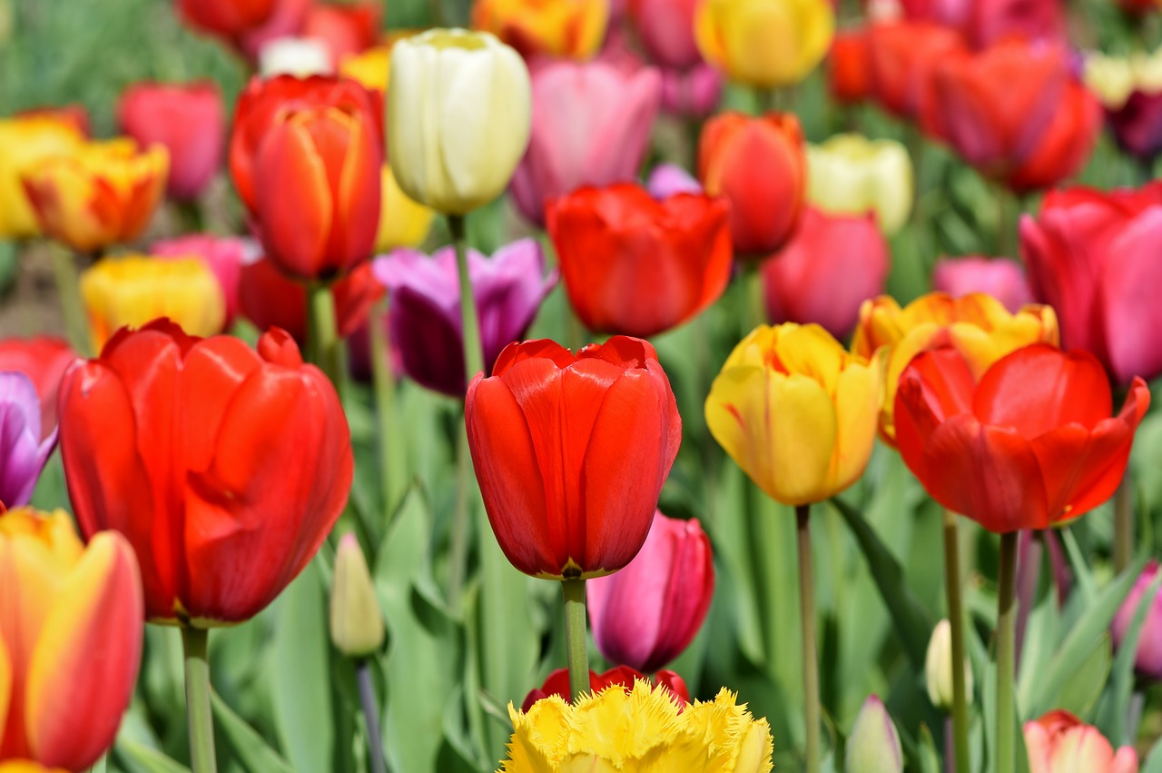 tulips  tulip field  tulpenbluete free photo