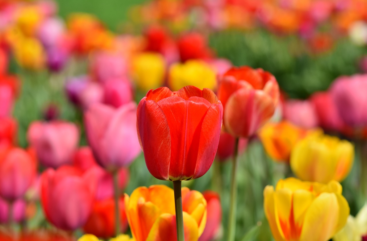 tulips  tulip field  tulpenbluete free photo