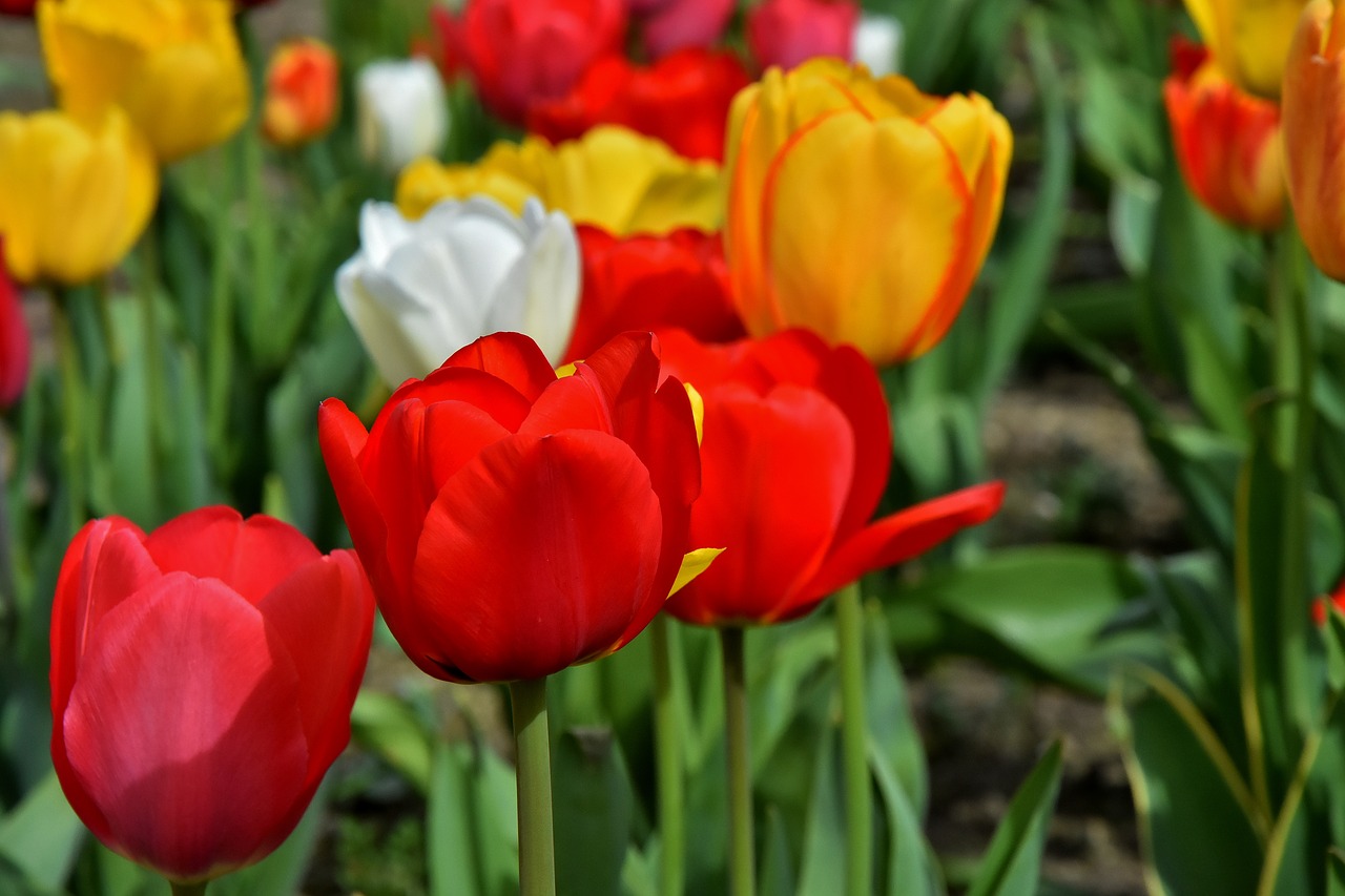 tulips  flowers  colorful free photo