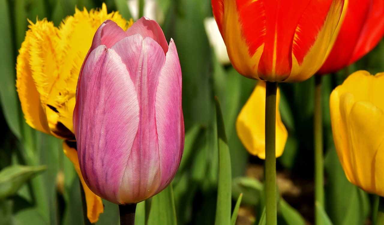 tulips  flowers  colorful free photo