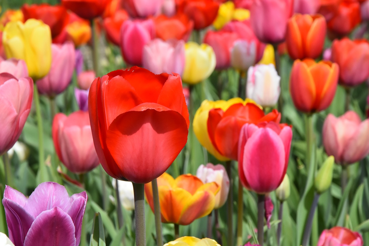 tulips  flowers  colorful free photo