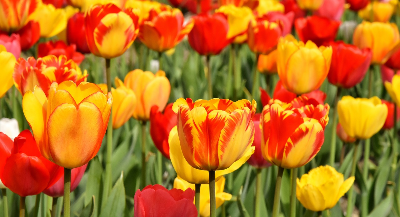 tulips  flowers  colorful free photo