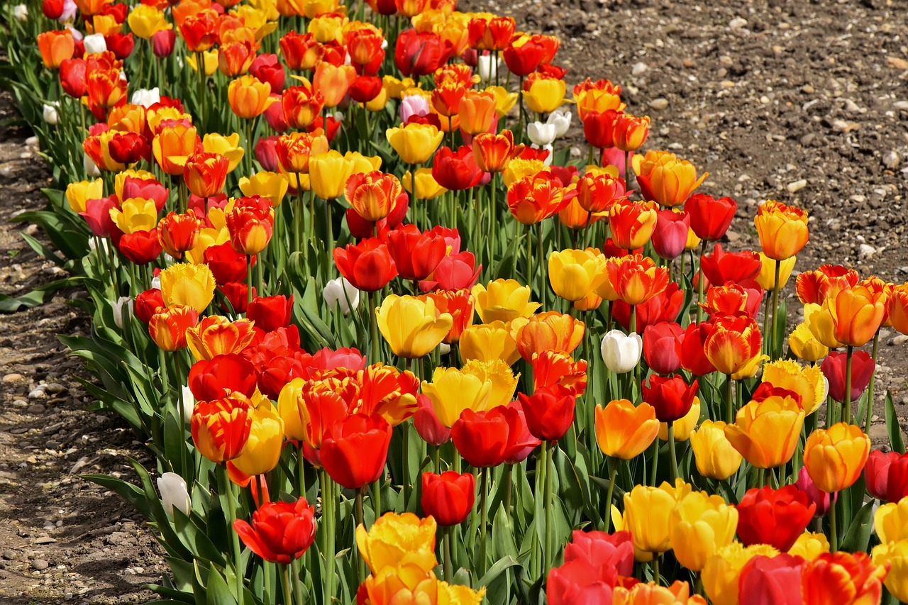 tulips  flowers  colorful free photo