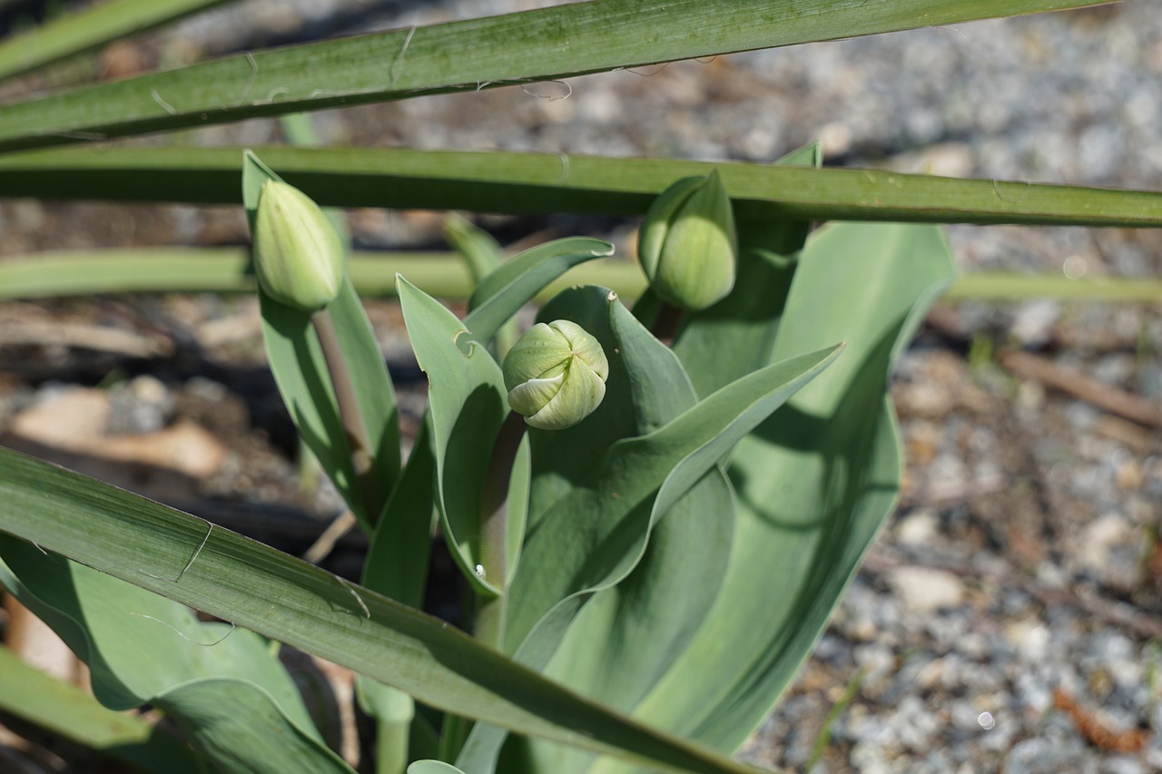 tulips  spring flowers  plant free photo