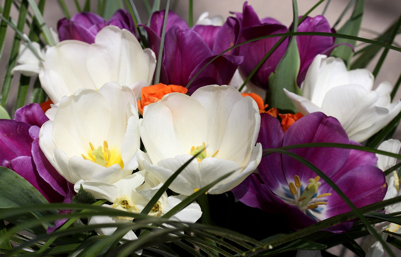 tulips  mov  white free photo