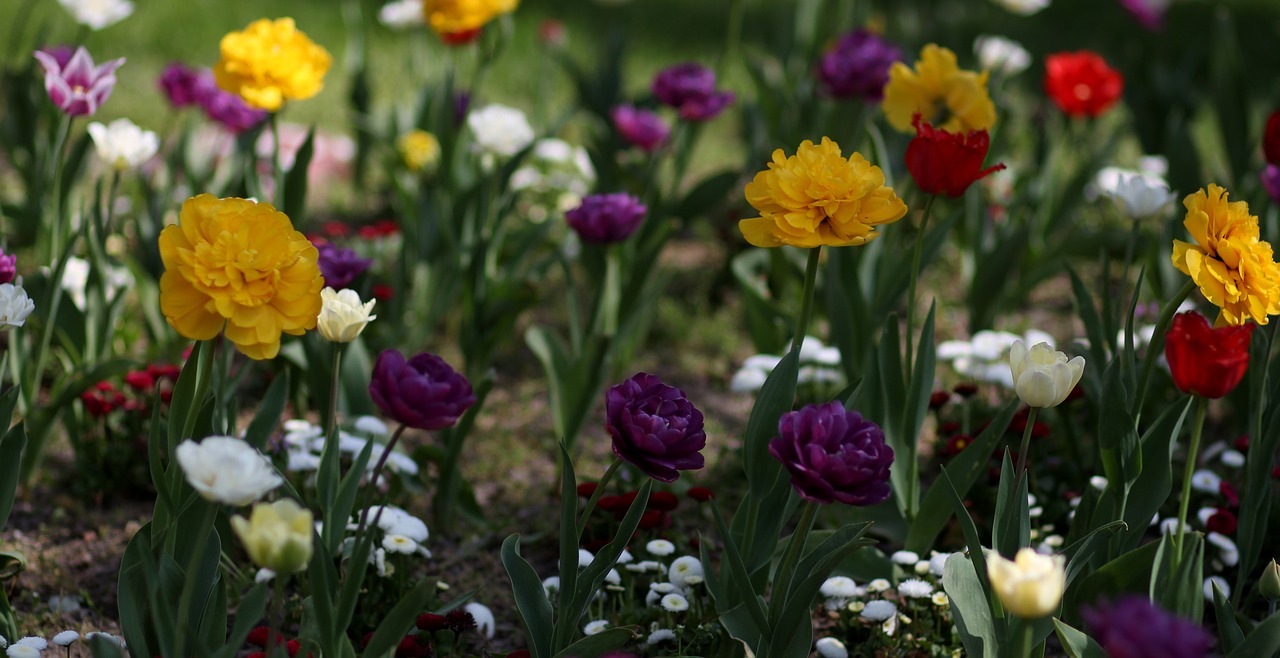 tulips  flowers  supplies free photo