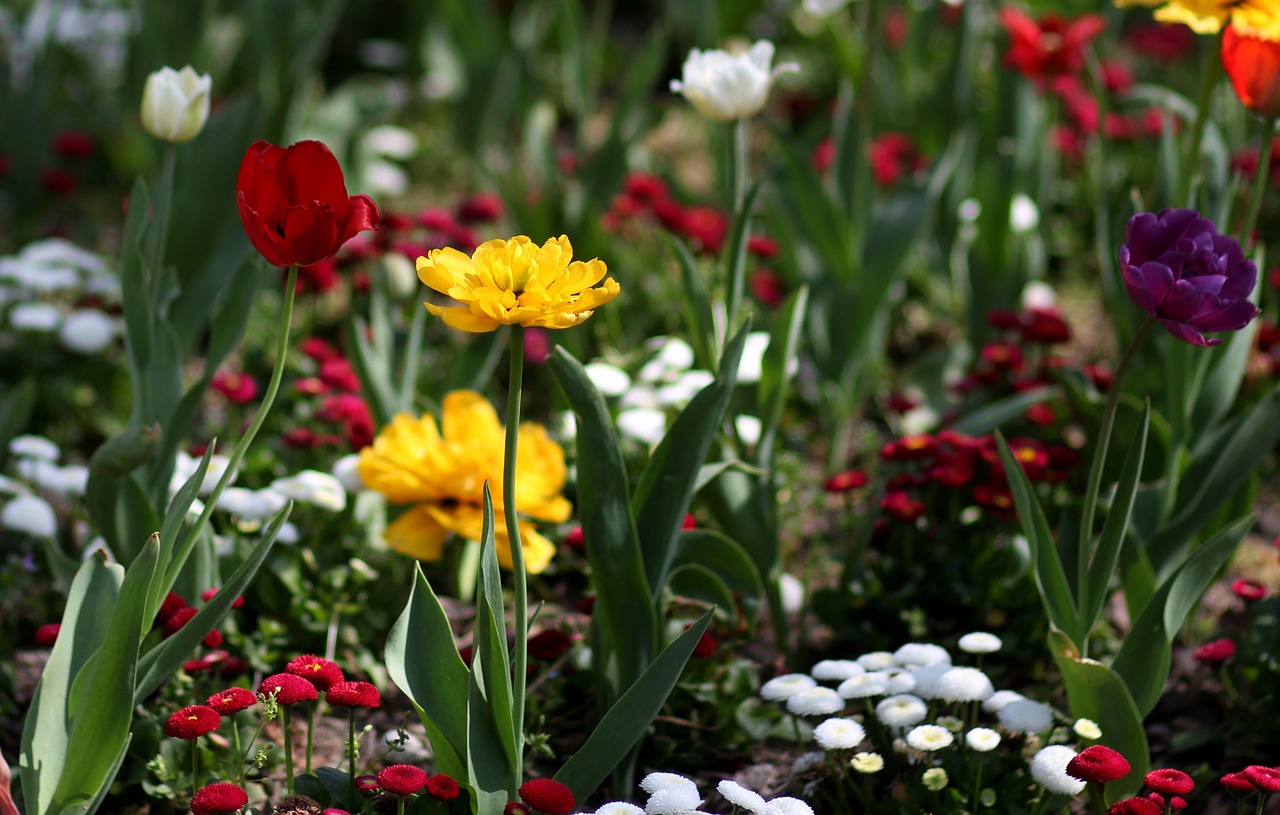 tulips  flowers  supplies free photo