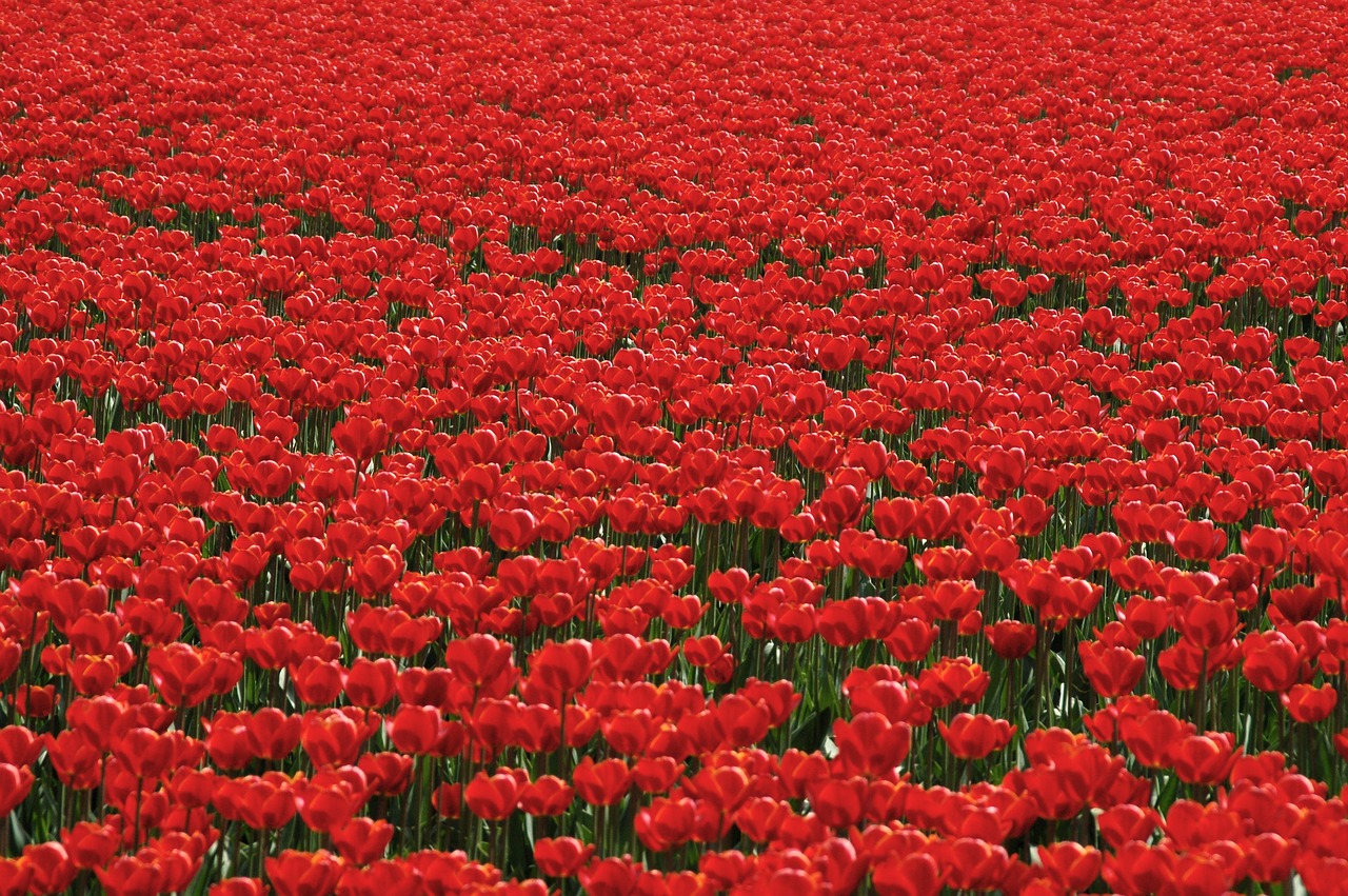 tulips  tulip field  tulpenroute free photo