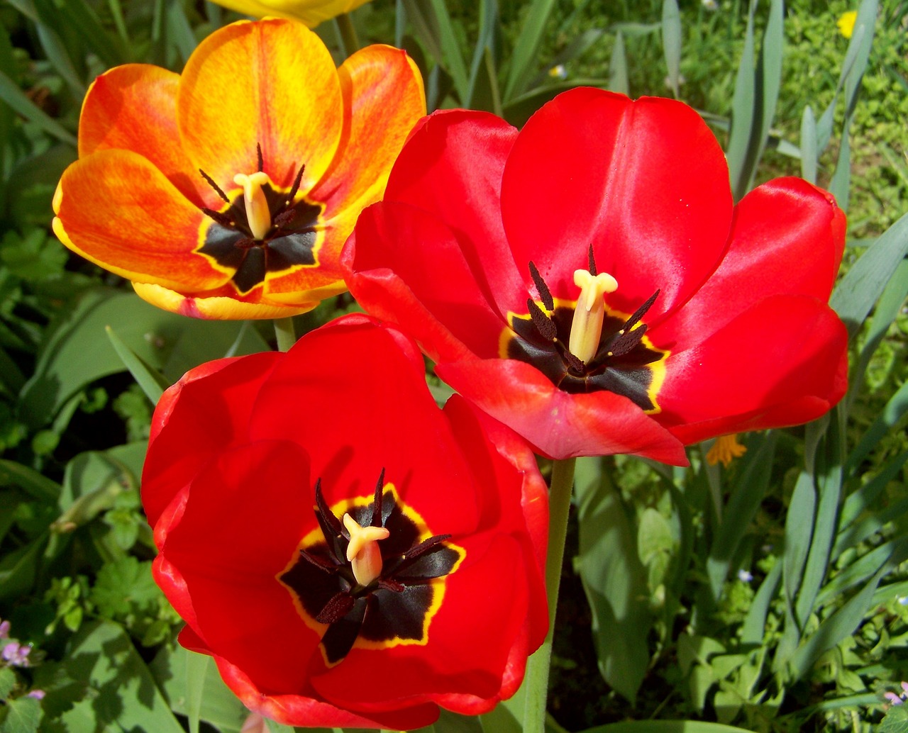 tulips  spring flowers free pictures free photo