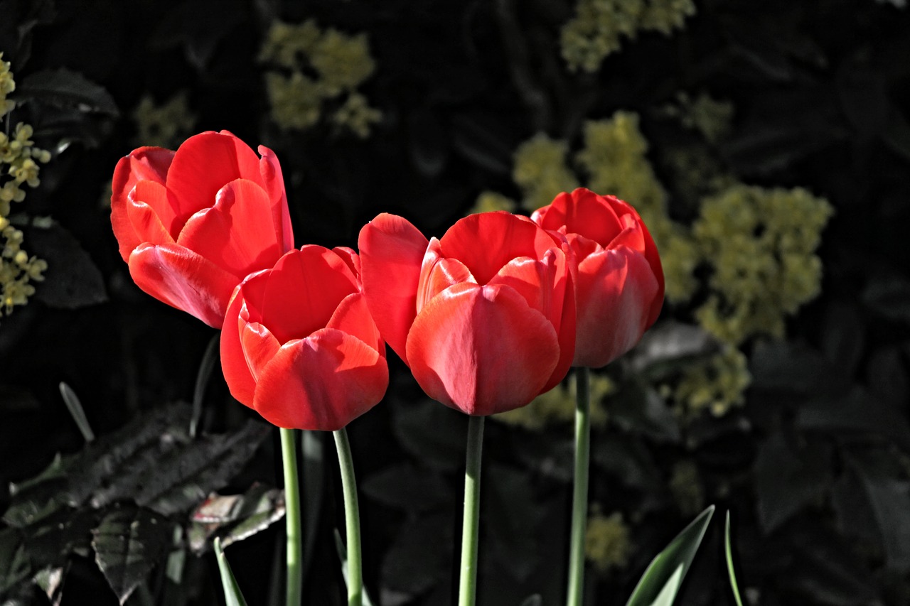 tulips  red  blossom free photo