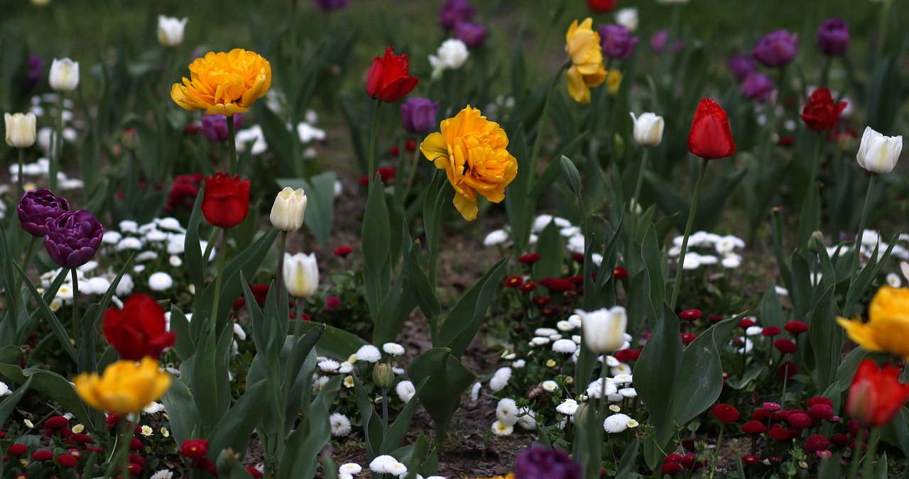 tulips  flowers  supplies free photo