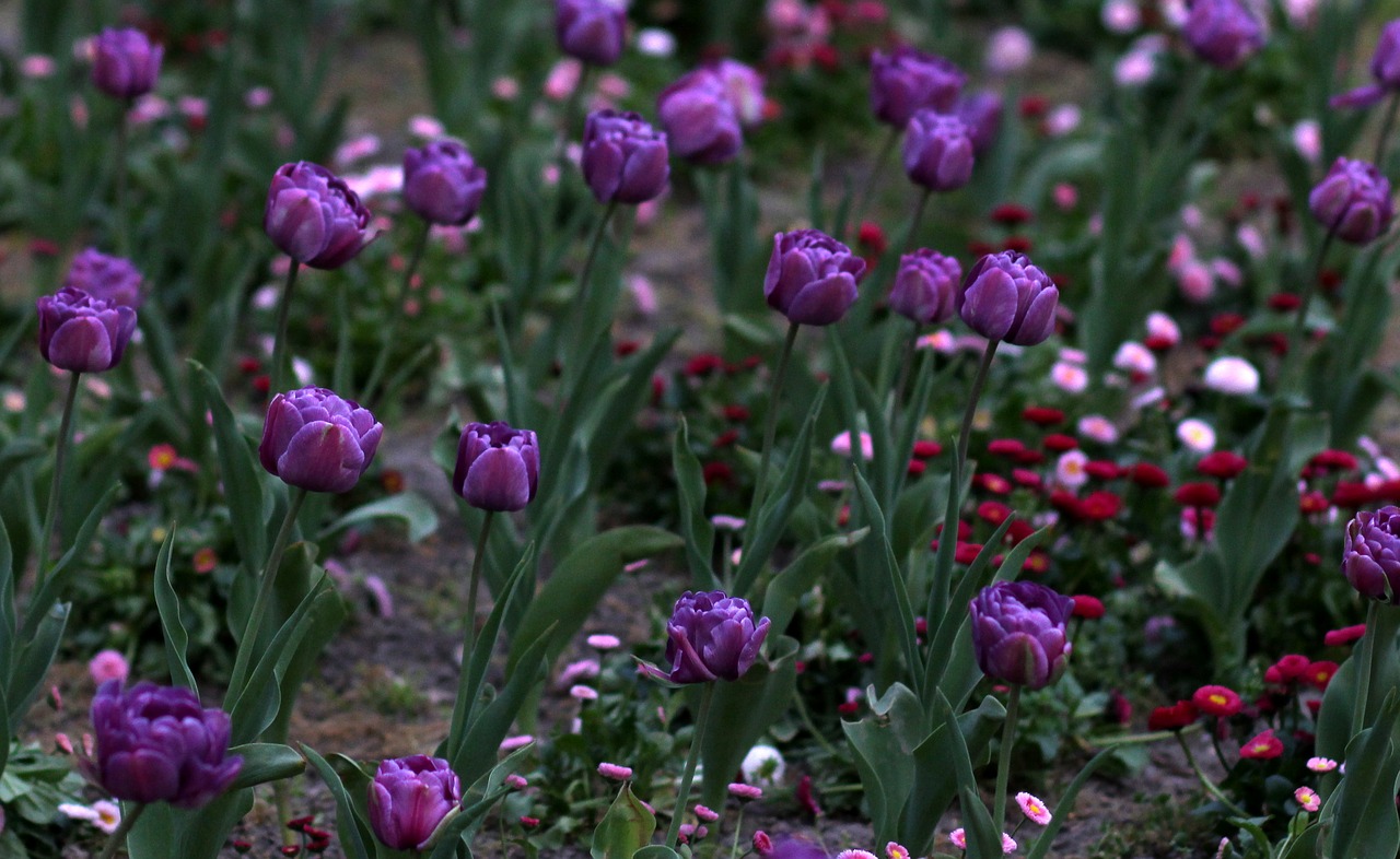 tulips  mov  flowers free photo