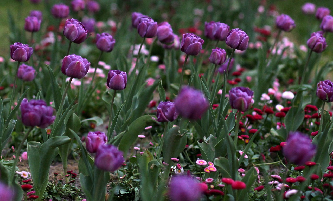 tulips  mov  flowers free photo