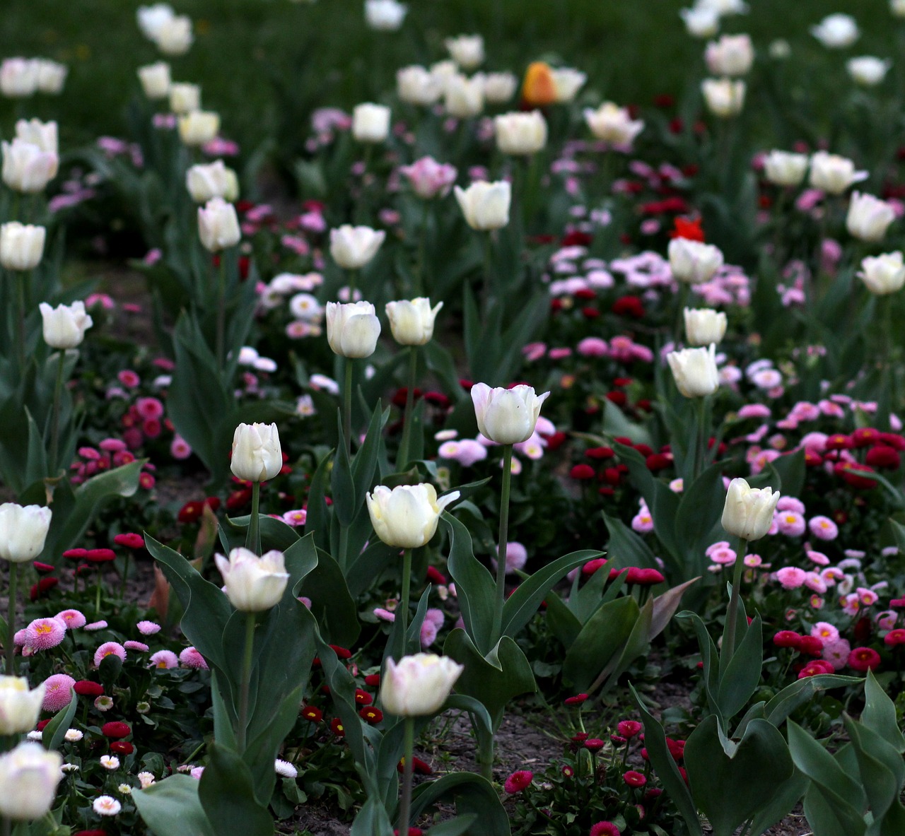 tulips  flowers  supplies free photo