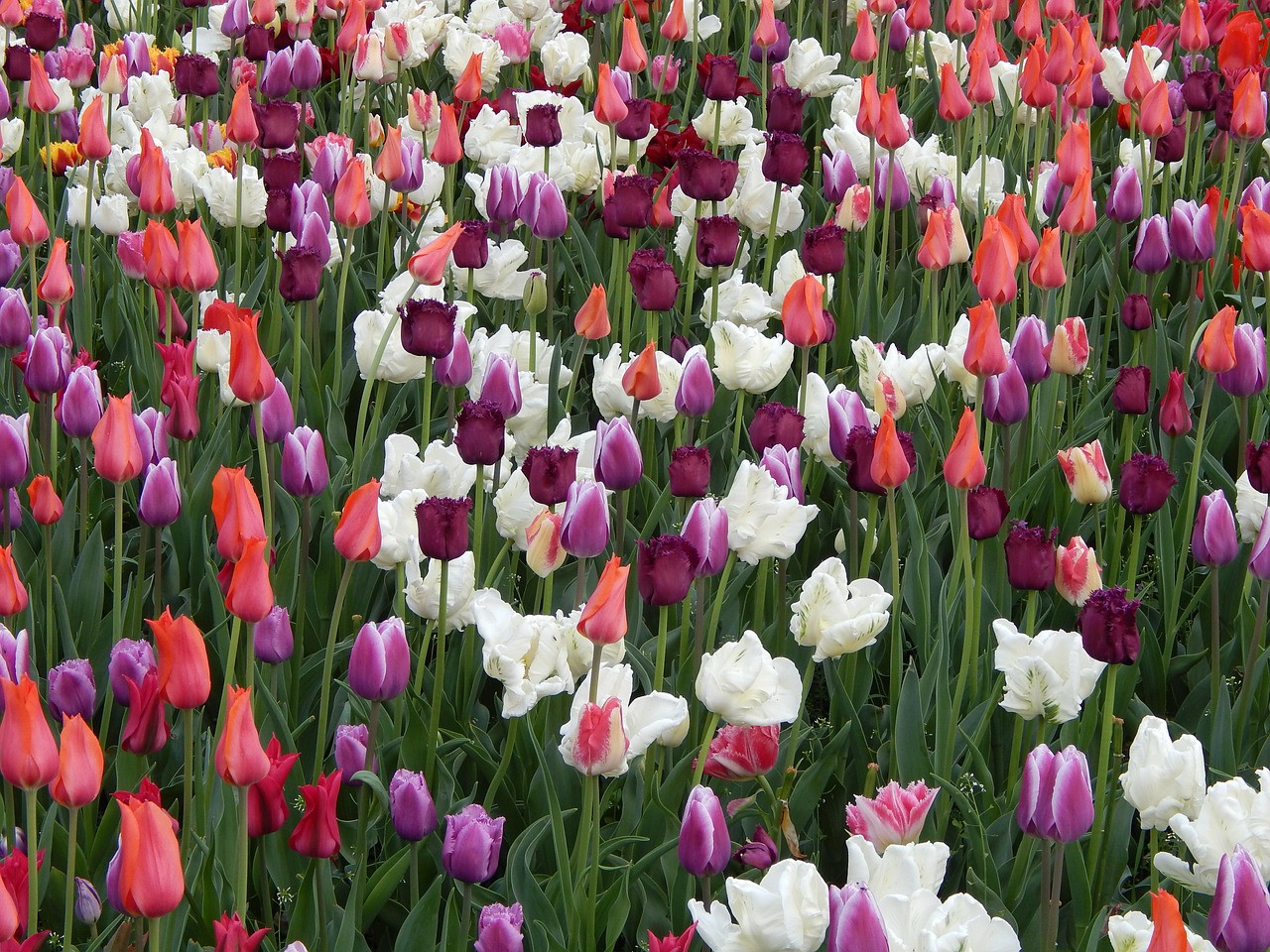 tulips flowers meadow free photo