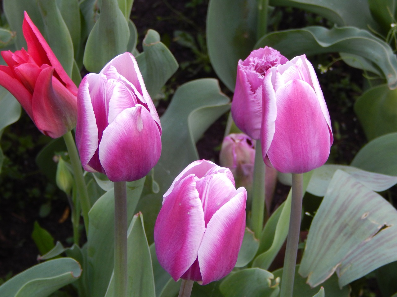 tulips flowers beauty free photo