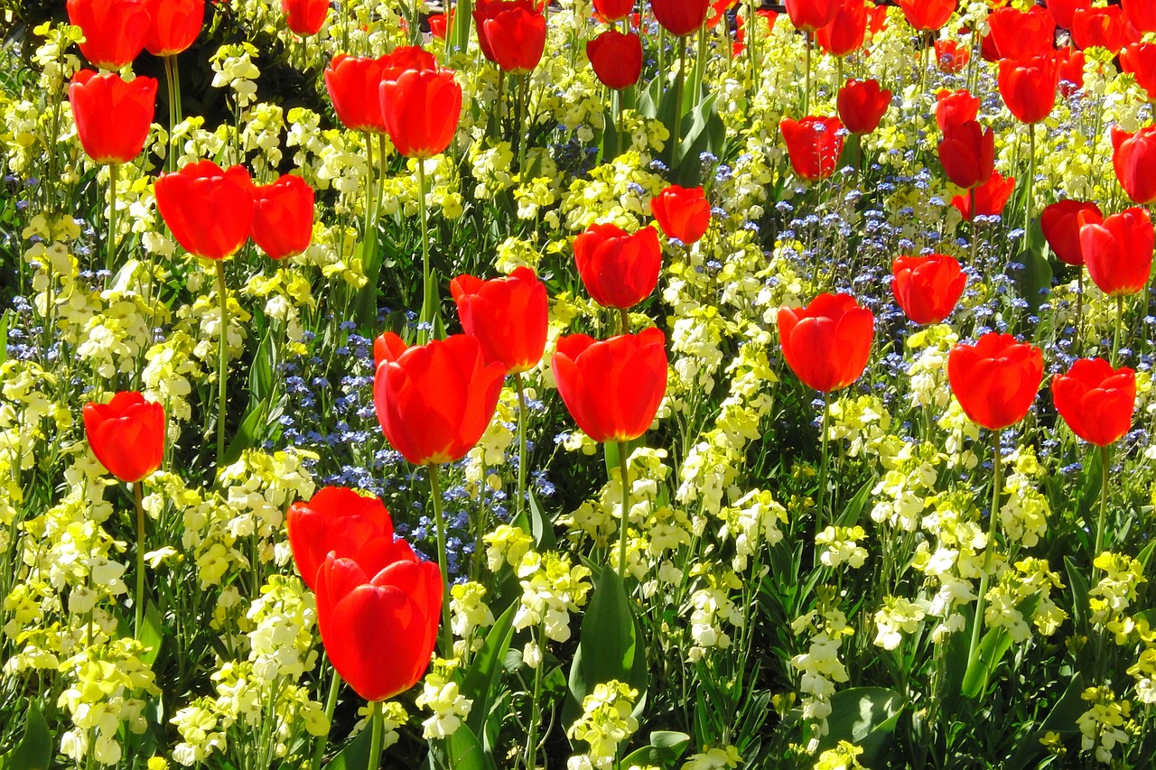 tulips red flowers free photo