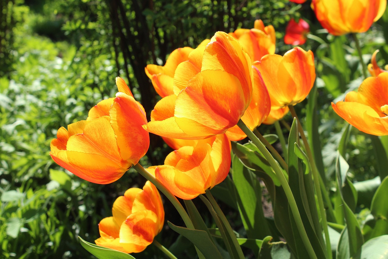 tulips  spring  flowering free photo