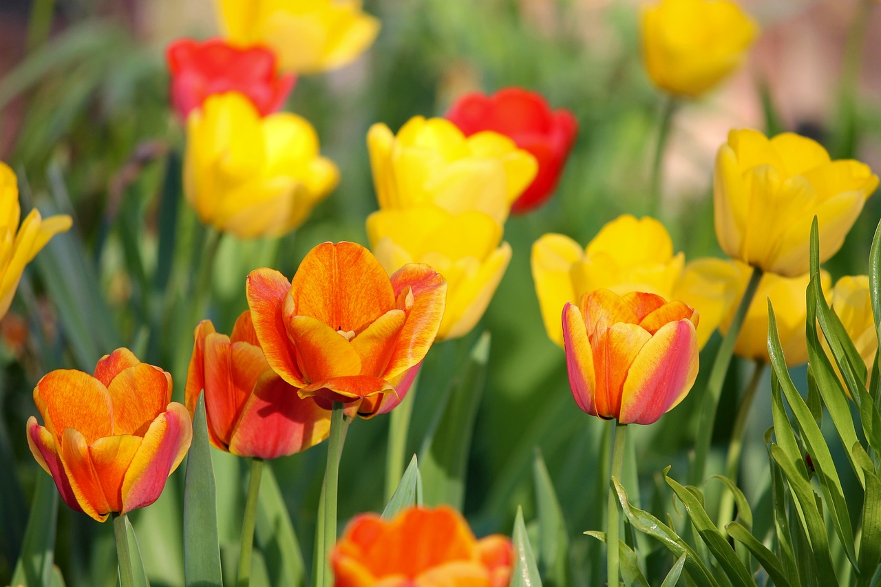 tulips  orange  yellow free photo