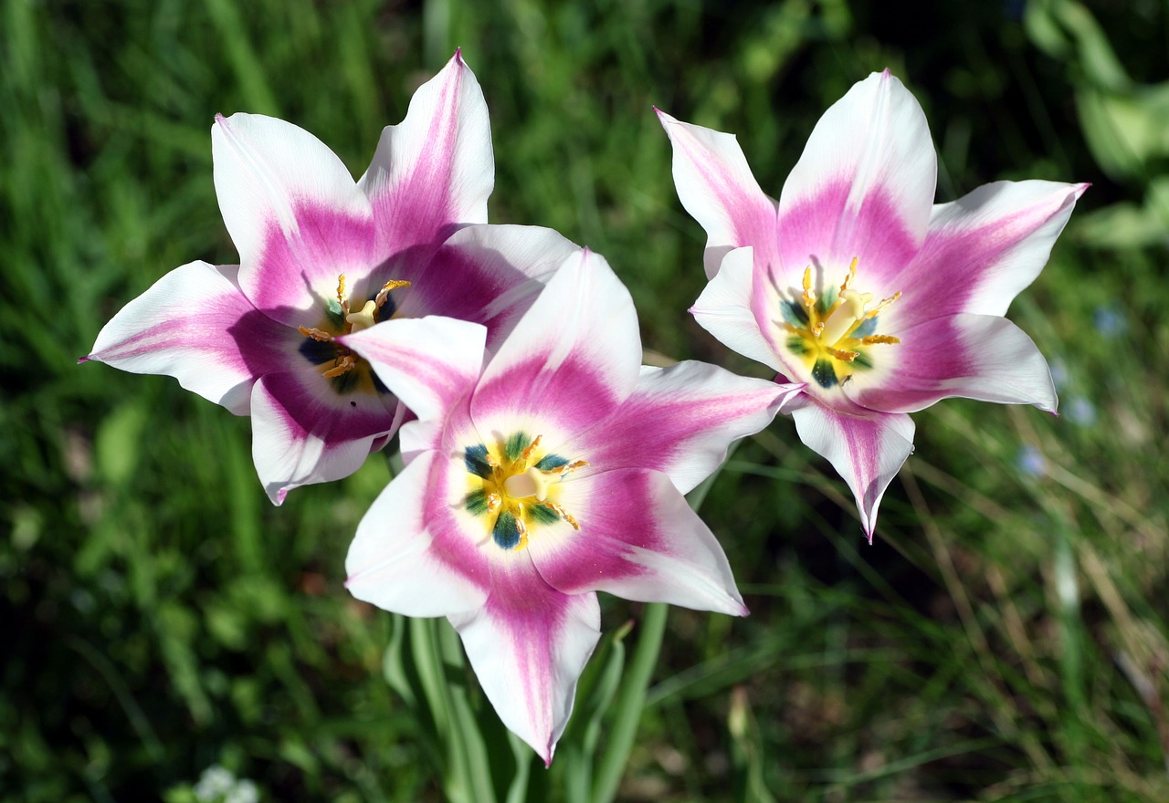 tulips  flower  nature free photo