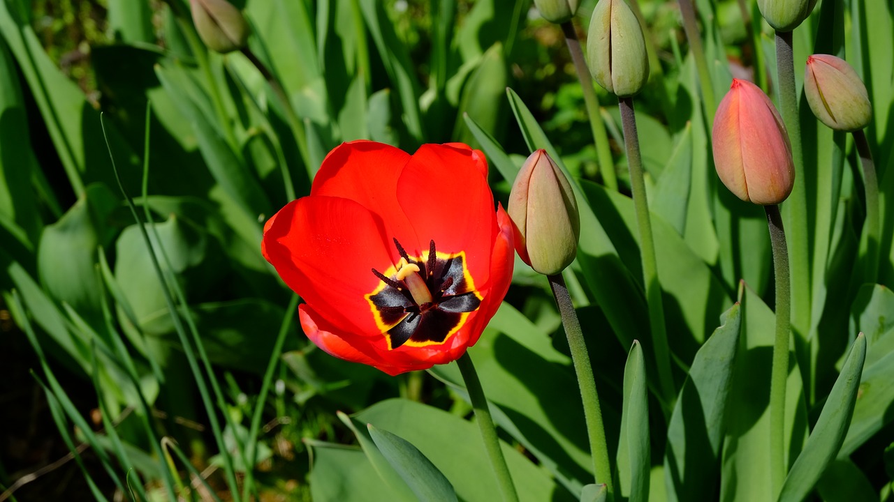tulips  tulpenbluete  blossomed free photo