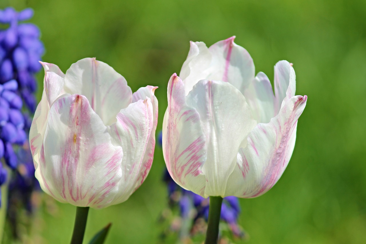 tulips  white  pink free photo