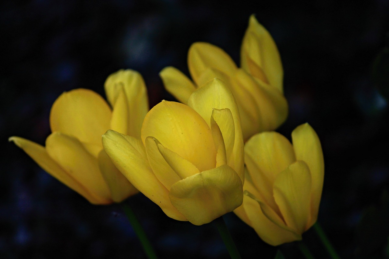 tulips  yellow  blossom free photo