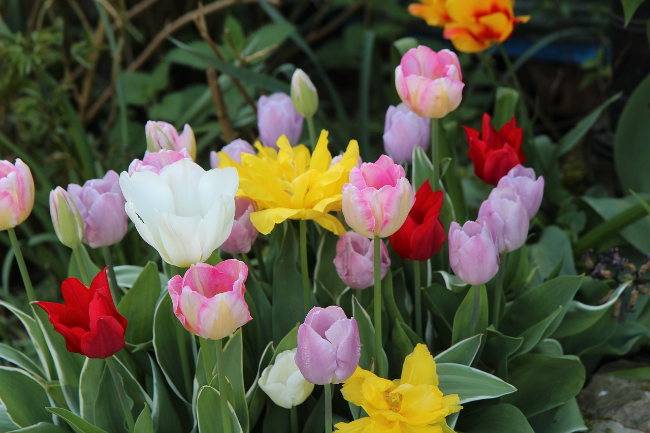 tulips  flowering  spring free photo