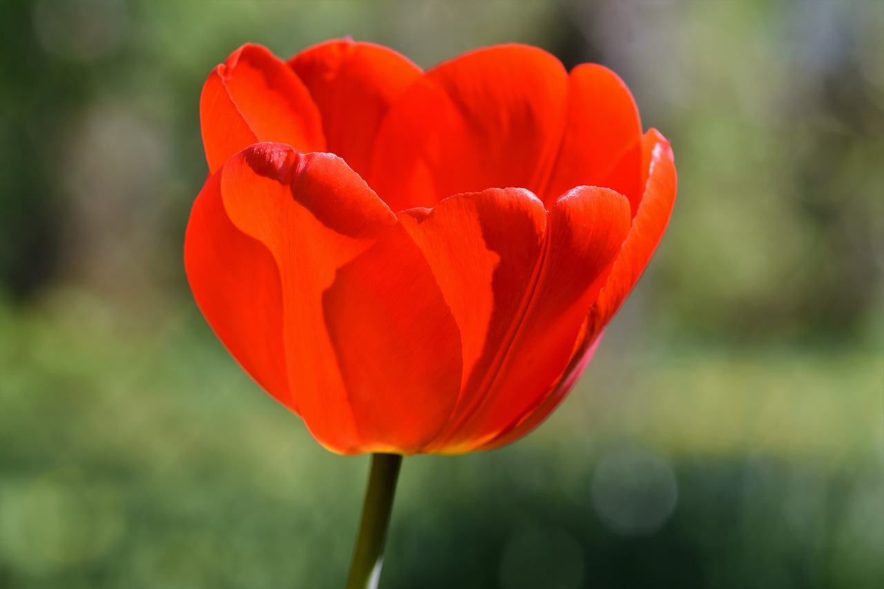 tulips  tulip field  tulpenbluete free photo