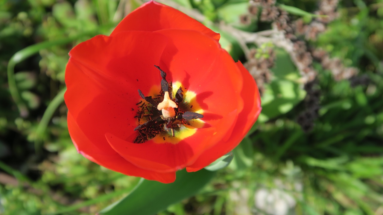 tulips  the colors of spring free pictures free photo