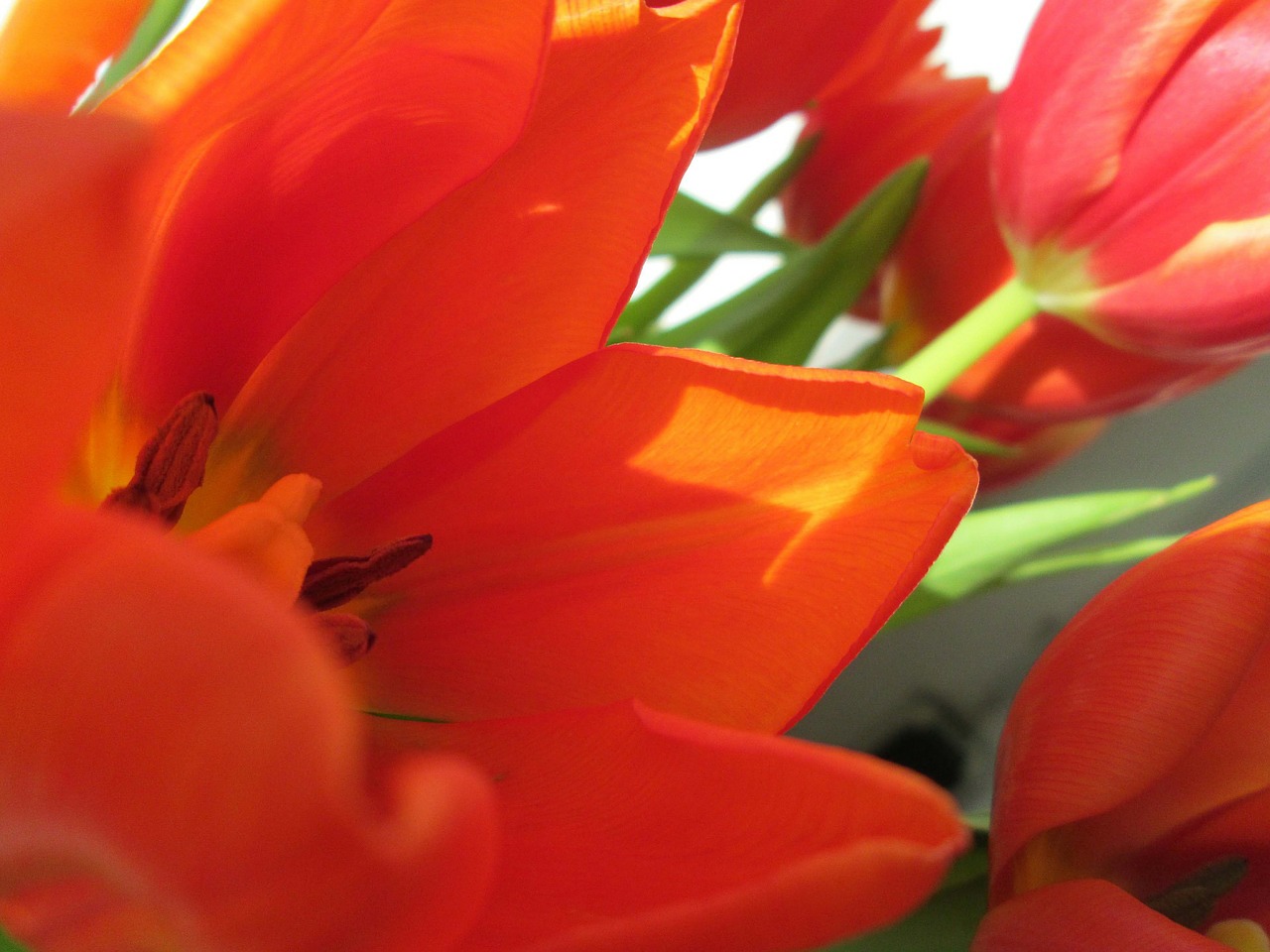 tulips flower plant free photo