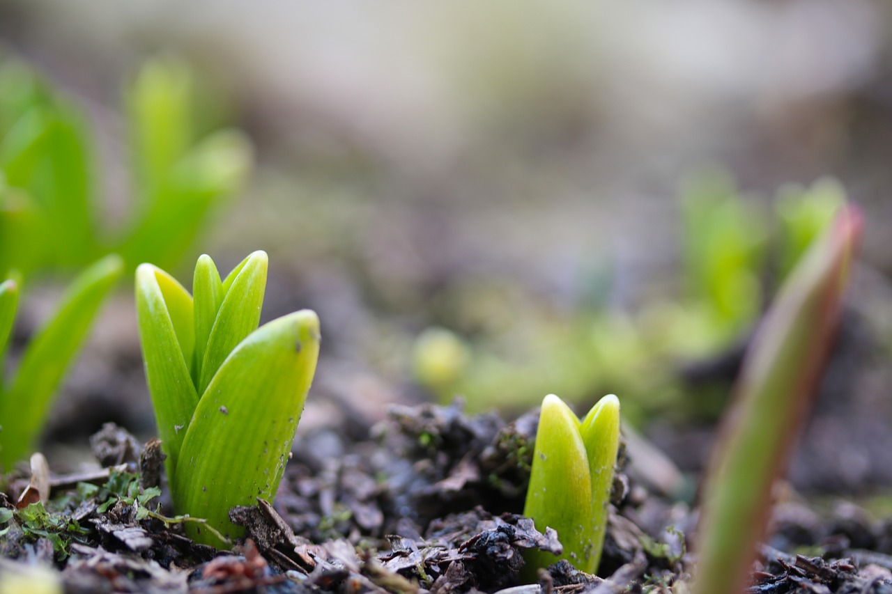 tulips  flower bulbs  the growing free photo