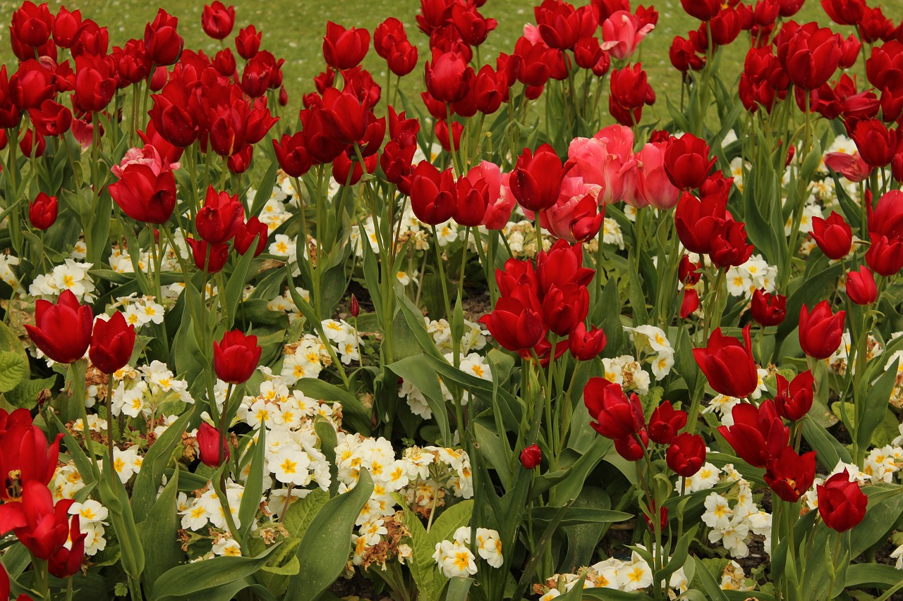 tulips red plant free photo