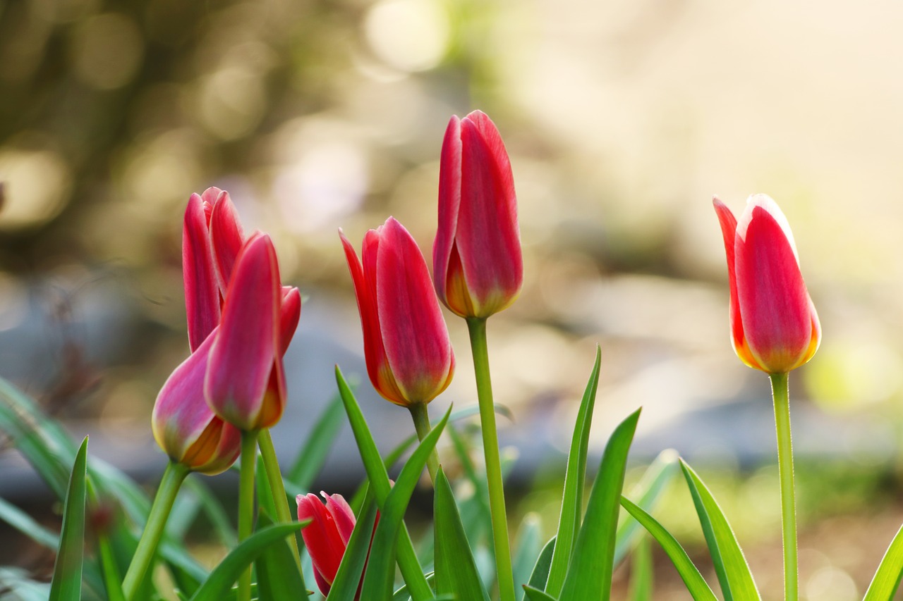 tulips  bed  garden free photo
