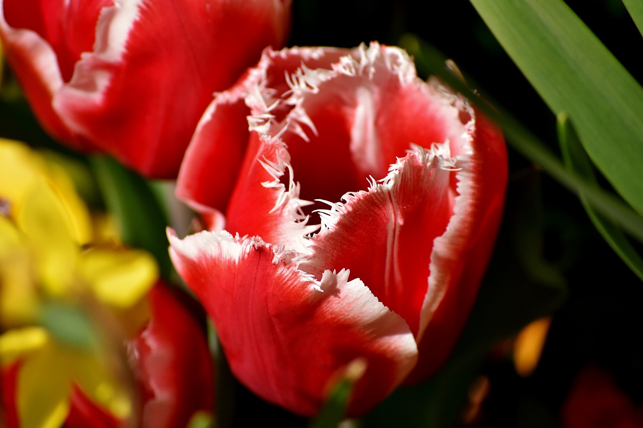 tulips  flowers  colorful free photo