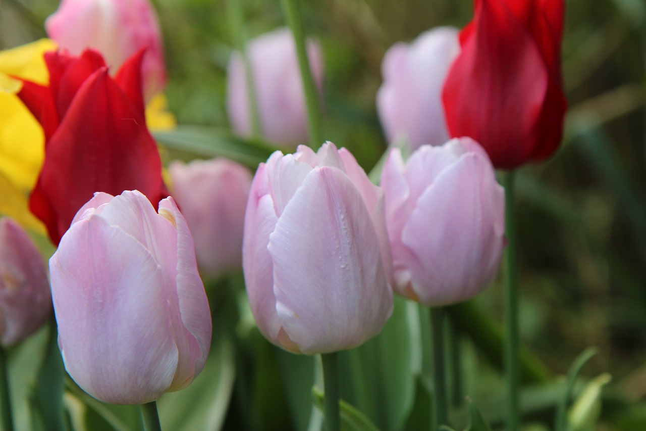 tulips  tulips pink  tulip spring free photo