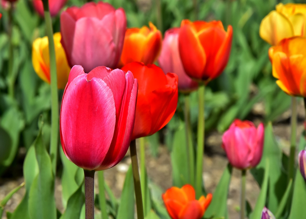 tulips  flowers  colorful free photo