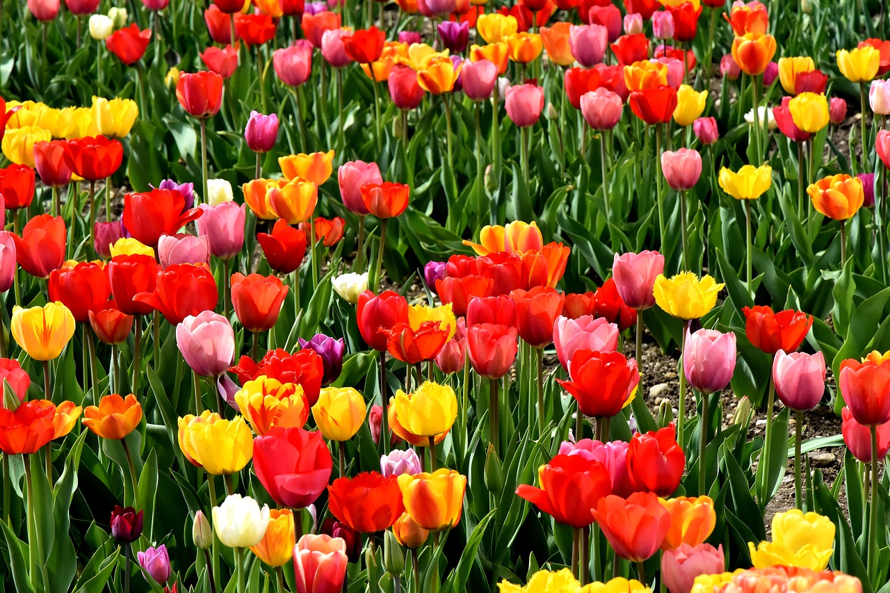 tulips  flowers  colorful free photo