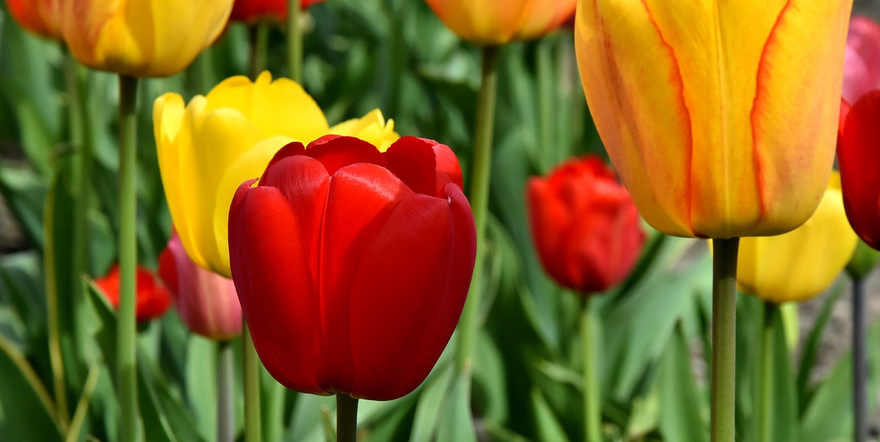 tulips  flowers  colorful free photo