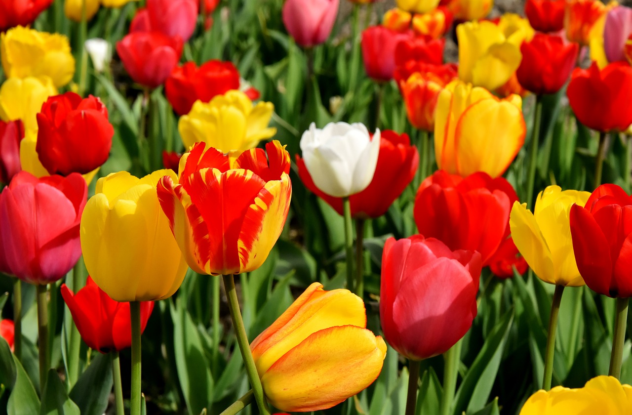 tulips  flowers  colorful free photo