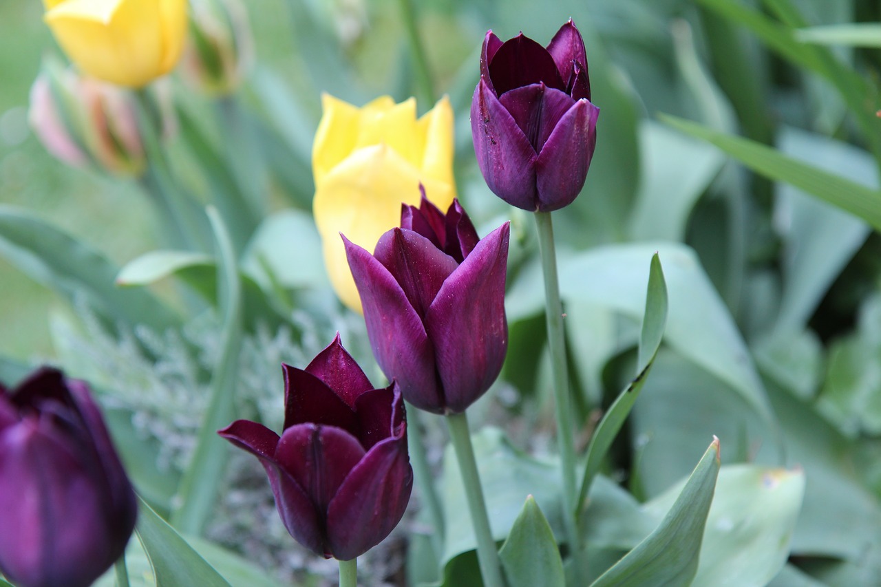 tulips  tulip bordeaux  tulip spring free photo