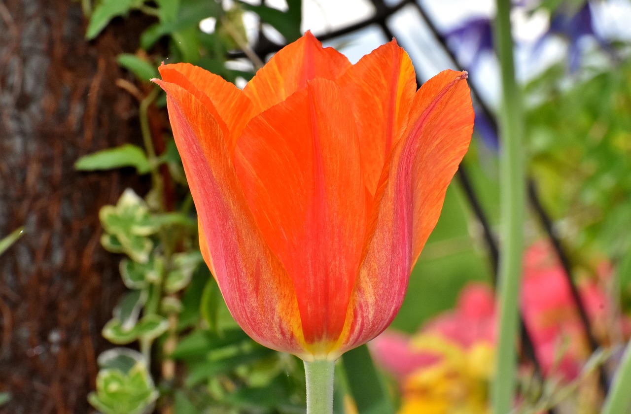 tulips  flowers  colorful free photo