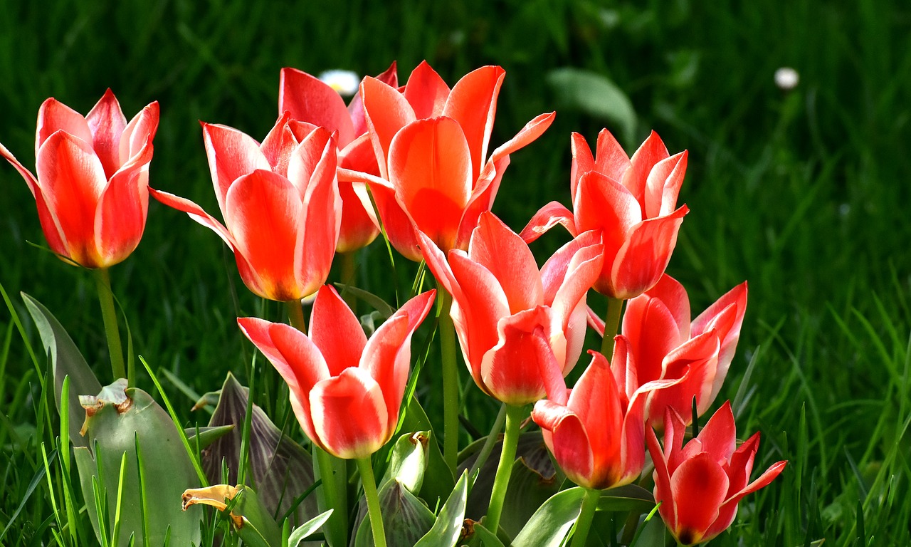 tulips  flowers  colorful free photo