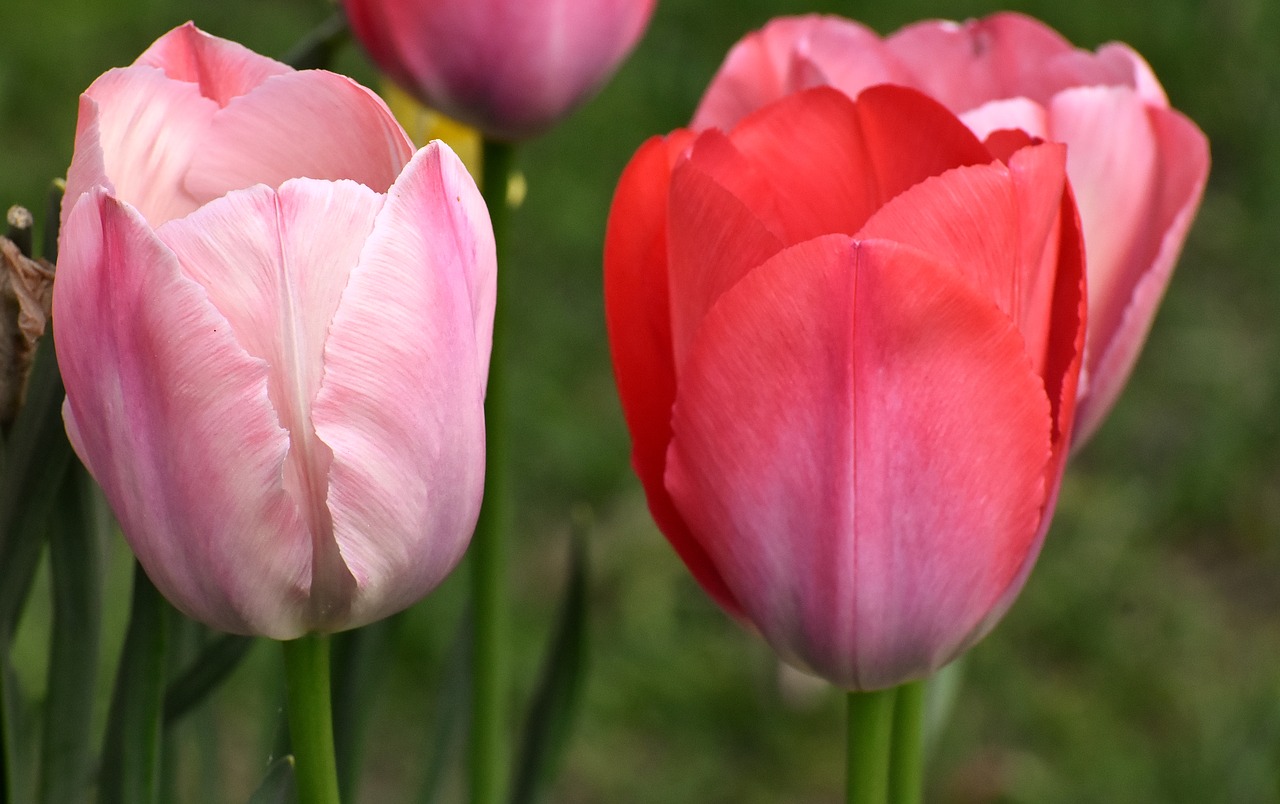 tulips  flowers  colorful free photo