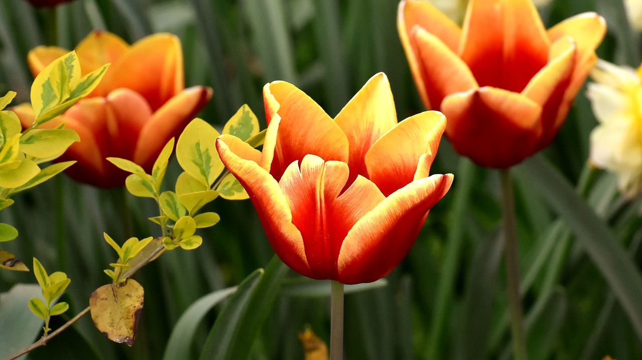 tulips  flowers  colorful free photo