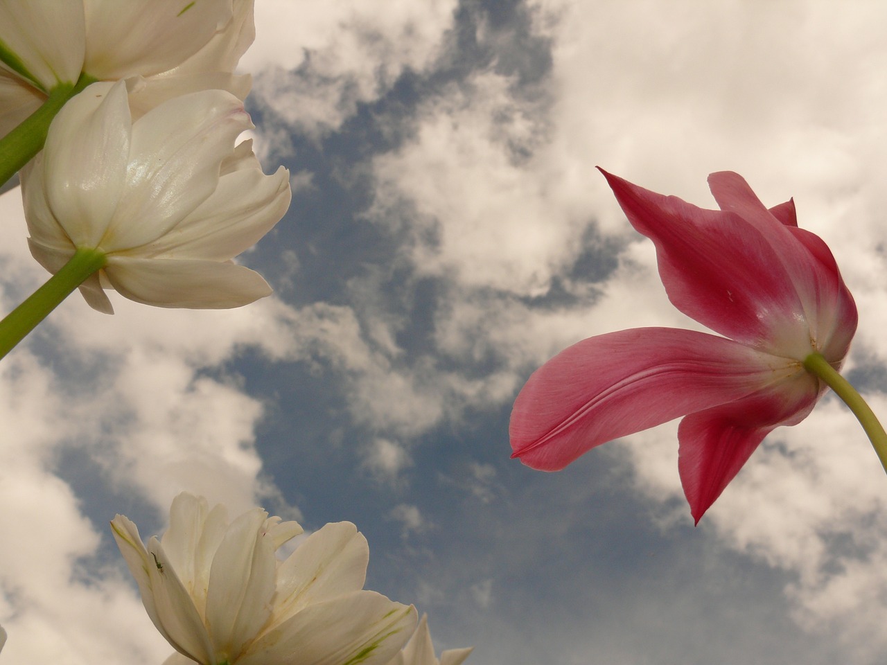 tulips flowers sky free photo