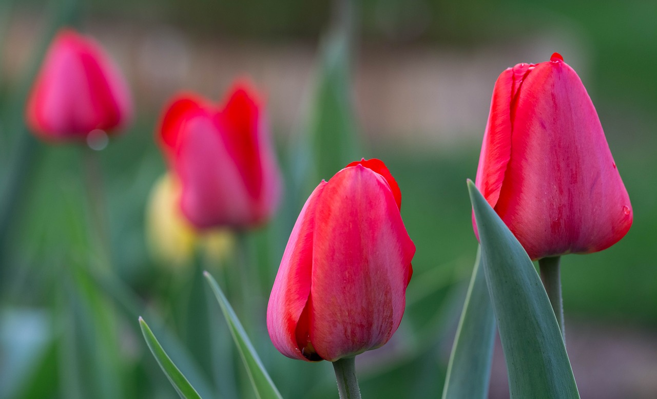 tulips  spring  garden free photo