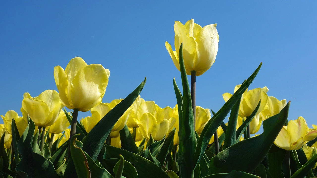 tulips  bulbs  tulip free photo