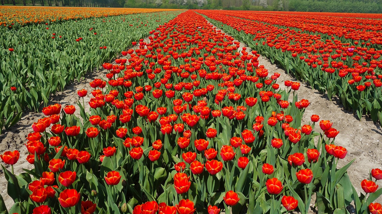 tulips  bulbs  tulip free photo